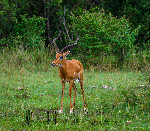 20190607_africa_7576.jpg