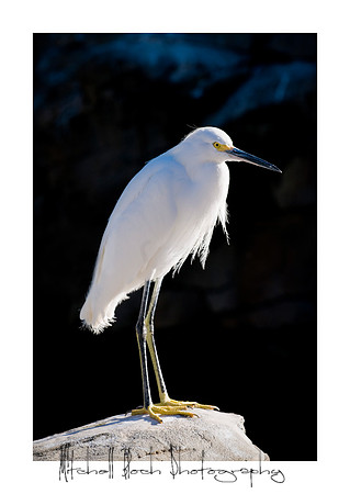 Mount_Dora_Christmas_09_122809_6563edited.jpg