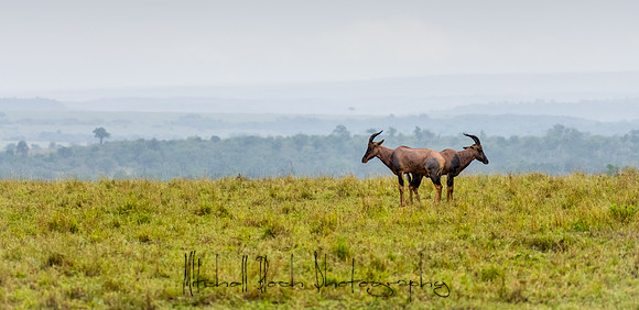 20190608_africa_8067.jpg