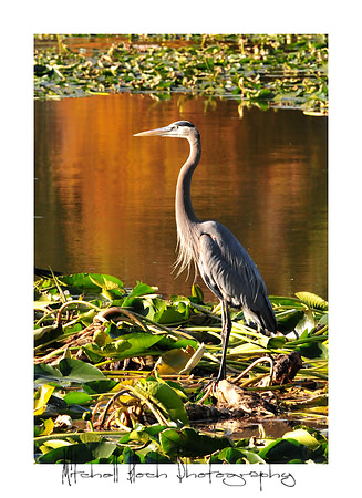 DSC_2619edited.jpg
