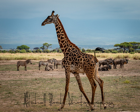 20190602_africa_1569.jpg
