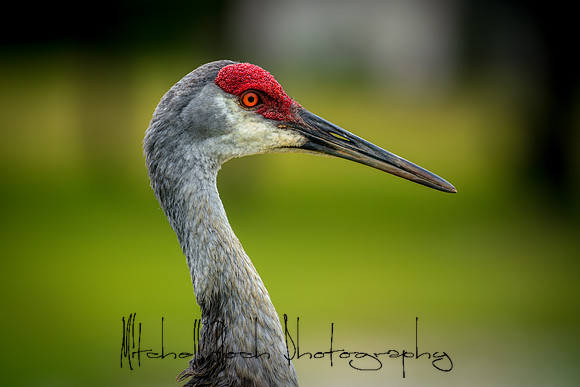 20180506_sandhill_cranes_0181.jpg
