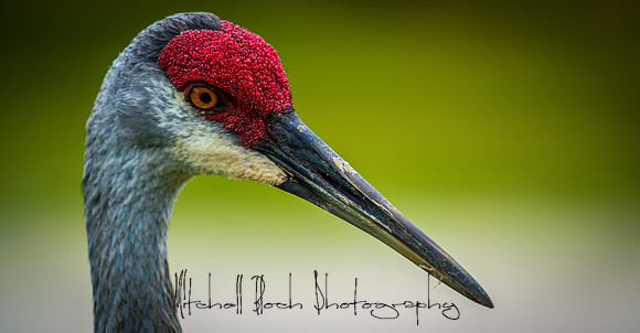 20180506_sandhill_cranes_0186.jpg