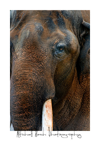 Metro_zoo_0546editedcamraw.jpg