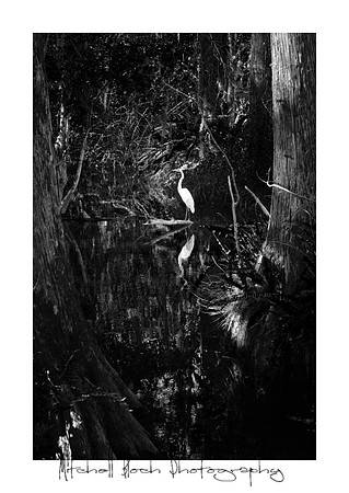 DSC_4487editb&W.jpg