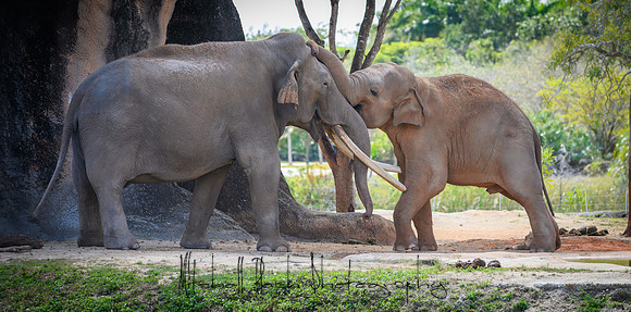 zoo_miami-1424.jpg