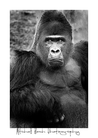 Metro_zoo_0254editedcamraw.jpg