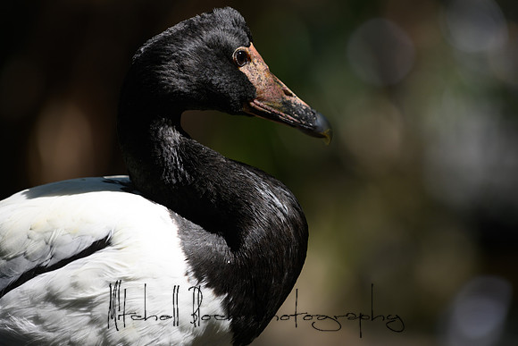 20190216_zoo_miami_0112.jpg