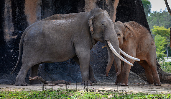 zoo_miami-1457.jpg