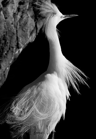 Mount_Dora_Christmas_09_122809_6512editedb&w-2.jpg