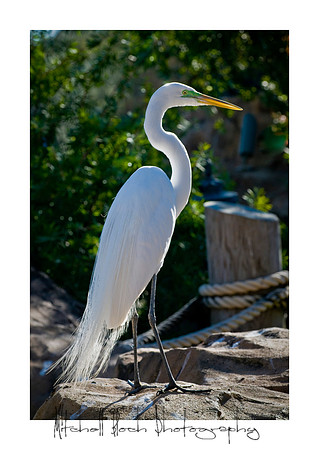 Mount_Dora_Christmas_09_122809_6458edited.jpg