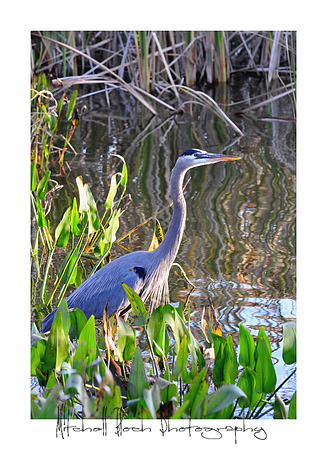 DSC_2972edited.jpg
