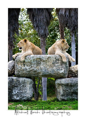 Metro_zoo_0617editedcamraw.jpg