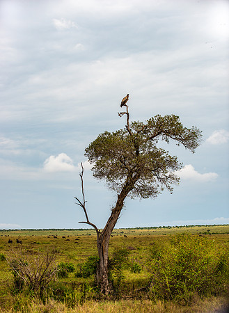 20190606_africa_6325.jpg