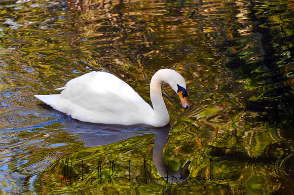 DSC_3860edited.jpg