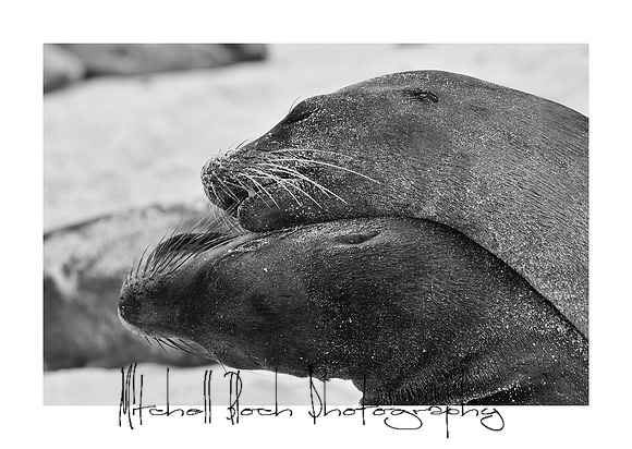 z_(172)editedborderb&w.jpg