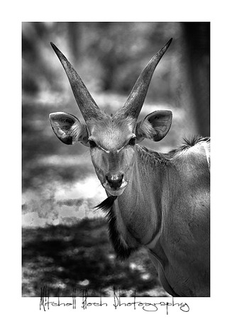 Metro_zoo_0287editedcamrawb&w.jpg