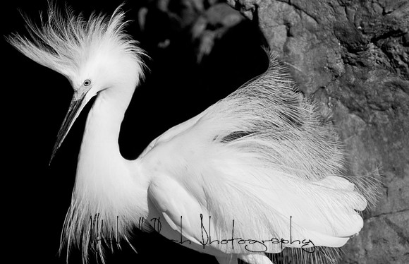 Mount_Dora_Christmas_09_122809_6496editedb&w.jpg