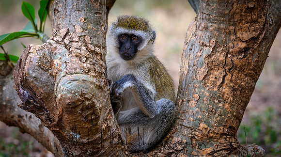 20190602_africa_0189.jpg