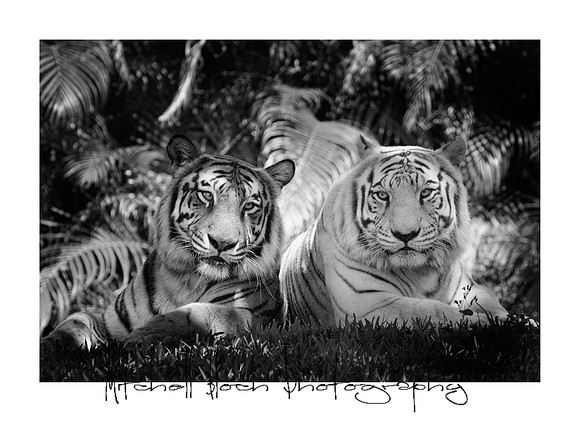 Metro_zoo_0131editedcamrawb&w.jpg