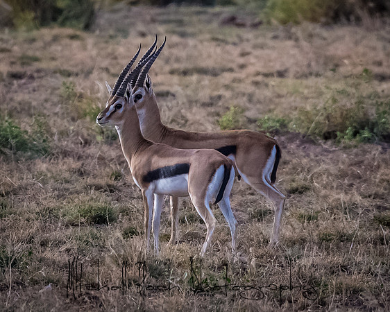 20190602_africa_0839.jpg