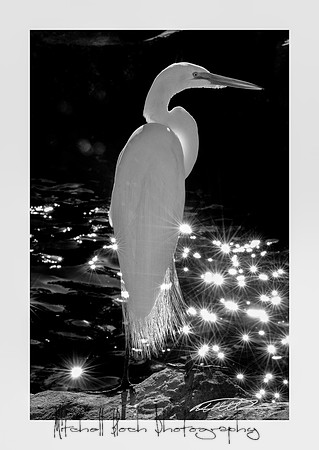 Mount_Dora_Christmas_09_122809_6547edited-2-2.jpg