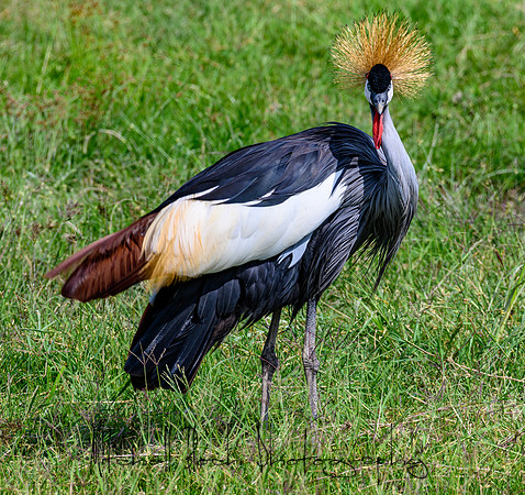 20190603_africa_2658.jpg
