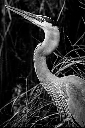 SV-TR-WW_MTrail-TTIslands_012210_8421edited.jpg
