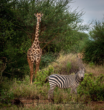 20190602_africa_1110.jpg