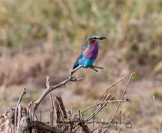 20190603_africa_2161.jpg