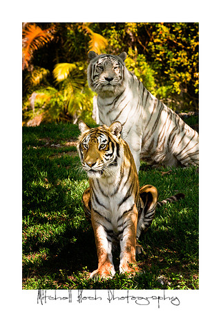Metro_zoo_0094editedcamrawbrdr.jpg