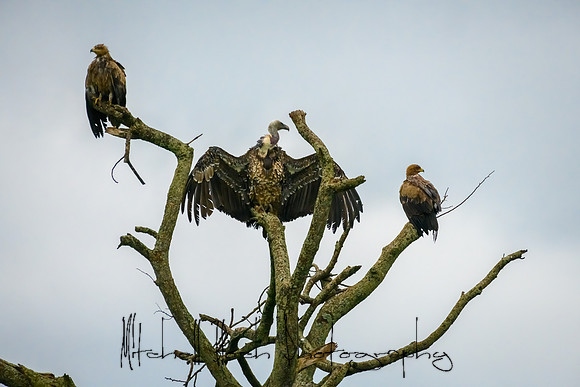20190605_africa_4923.jpg
