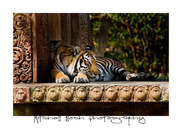 Metro_zoo_0174editedcamraw.jpg