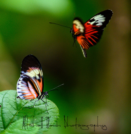 20190712_butterfly__world_0061.jpg