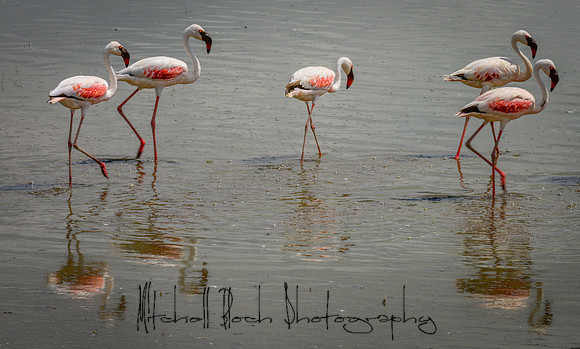 20190603_africa_2898.jpg