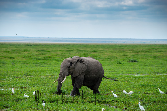 20190602_africa_1303.jpg