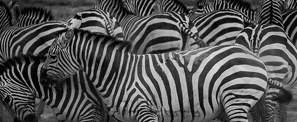 20190602_africa_1485.jpg