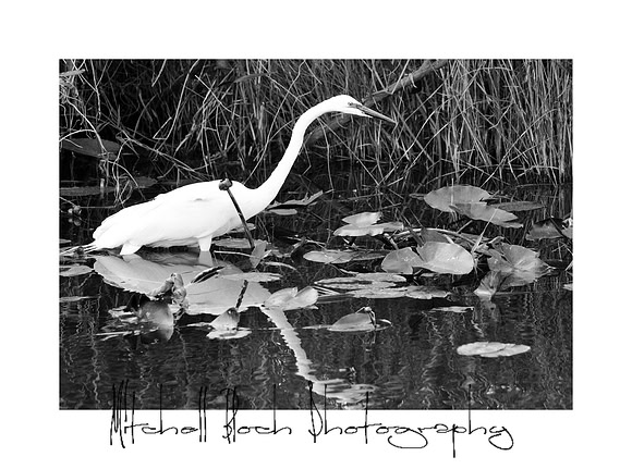DSC_3571editedborderb&W.jpg