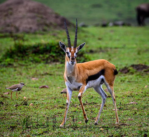 20190607_africa_7242.jpg