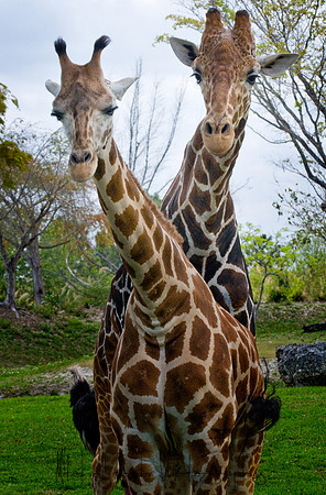 Metro_zoo_0369editedcamrawbrdr.jpg
