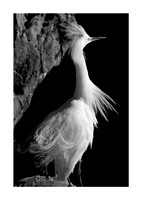 Animals Black & White