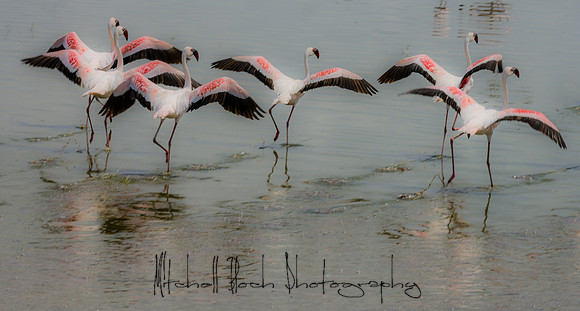 20190603_africa_2905-Edit.jpg
