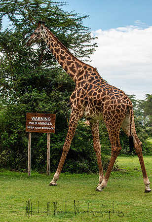 20190604_africa_4660.jpg