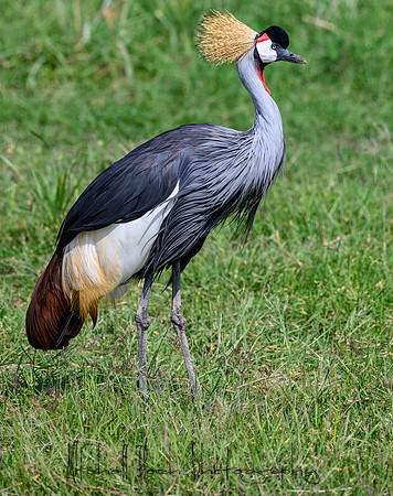 20190603_africa_2584.jpg