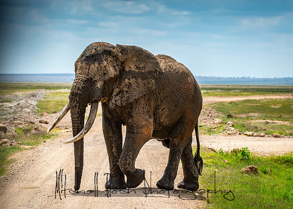 20190602_africa_1386.jpg