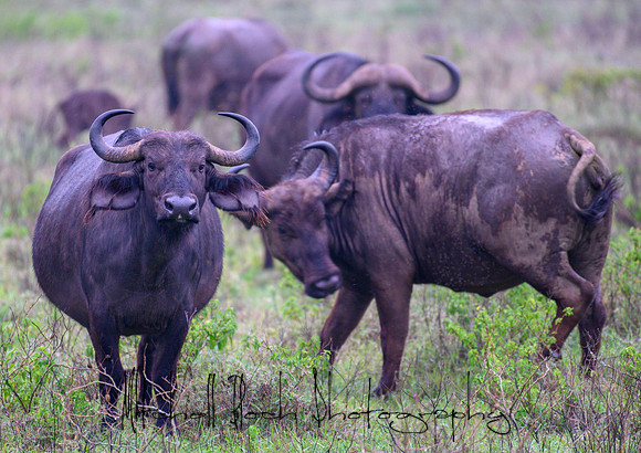 20190605_africa_4842.jpg