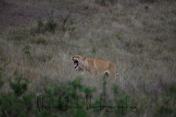 20190606_africa_5980.jpg