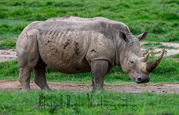 20190604_africa_4493.jpg