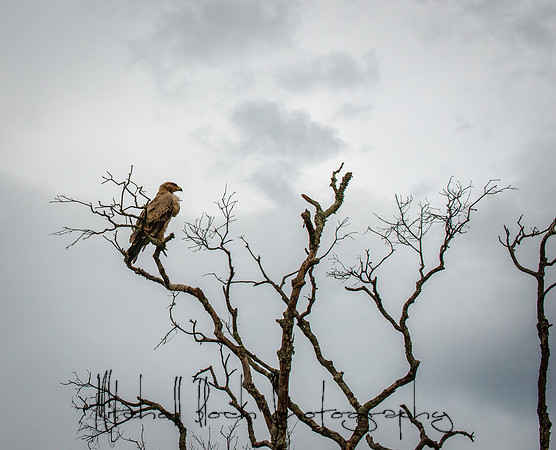 20190605_africa_5100.jpg