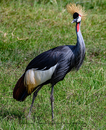 20190603_africa_2684.jpg